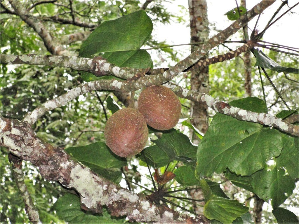 Buah Keluak: From Harvest to Peranakan Cuisine - Nyonyalite